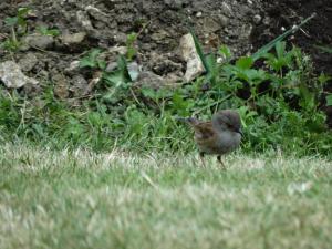 Dunnock 3
